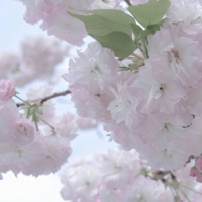 兽设可爱风格设计福瑞交流群